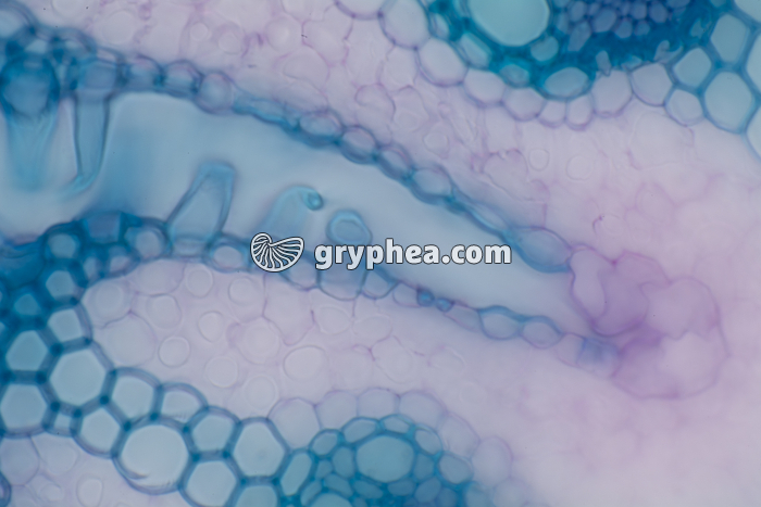 Feuille d'Oyat CT x100 - gryphea.com